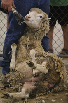 sheep